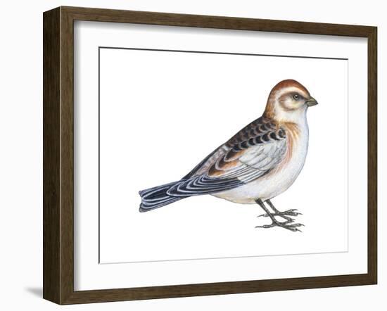 Snow Bunting (Plectophenax Nivalis), Birds-Encyclopaedia Britannica-Framed Art Print