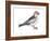 Snow Bunting (Plectophenax Nivalis), Birds-Encyclopaedia Britannica-Framed Art Print