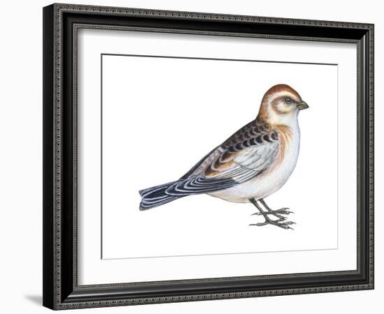 Snow Bunting (Plectophenax Nivalis), Birds-Encyclopaedia Britannica-Framed Art Print