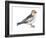 Snow Bunting (Plectophenax Nivalis), Birds-Encyclopaedia Britannica-Framed Art Print