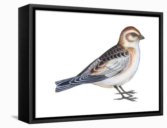 Snow Bunting (Plectophenax Nivalis), Birds-Encyclopaedia Britannica-Framed Stretched Canvas