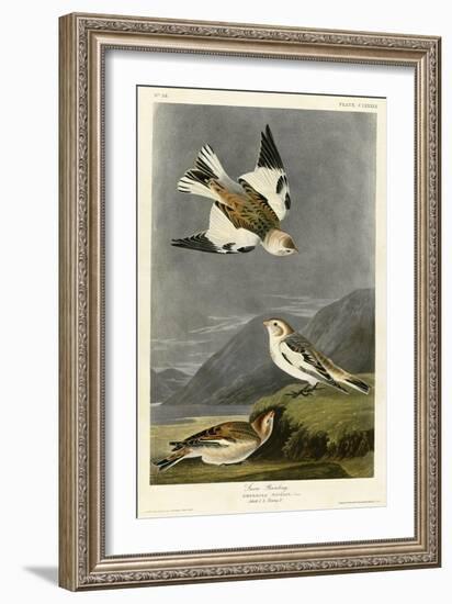 Snow Bunting-null-Framed Giclee Print