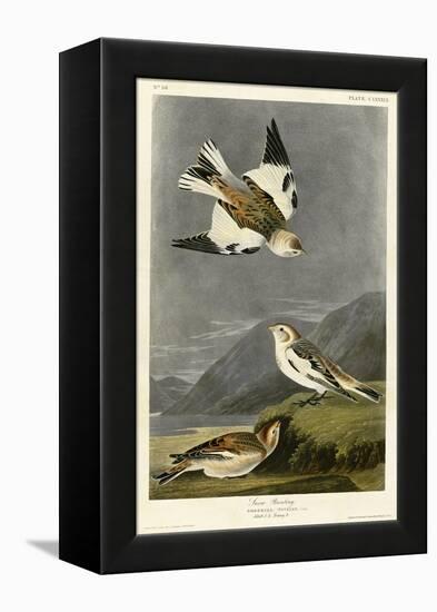 Snow Bunting-null-Framed Premier Image Canvas