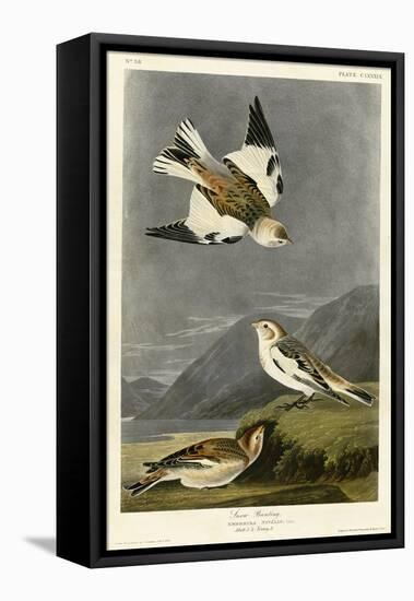 Snow Bunting-null-Framed Premier Image Canvas