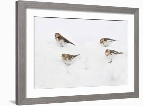 Snow Buntings (Plectrophenax Nivalis) Searching for Food in Snow, Cairngorms Np, Scotland, UK-Fergus Gill-Framed Photographic Print