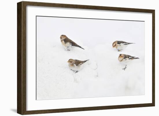 Snow Buntings (Plectrophenax Nivalis) Searching for Food in Snow, Cairngorms Np, Scotland, UK-Fergus Gill-Framed Photographic Print