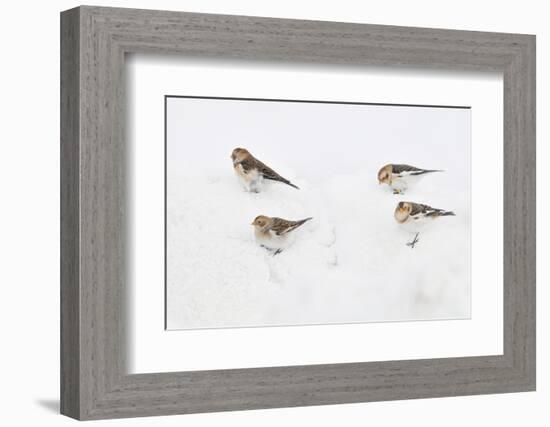 Snow Buntings (Plectrophenax Nivalis) Searching for Food in Snow, Cairngorms Np, Scotland, UK-Fergus Gill-Framed Photographic Print