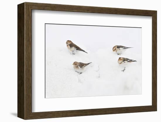 Snow Buntings (Plectrophenax Nivalis) Searching for Food in Snow, Cairngorms Np, Scotland, UK-Fergus Gill-Framed Photographic Print