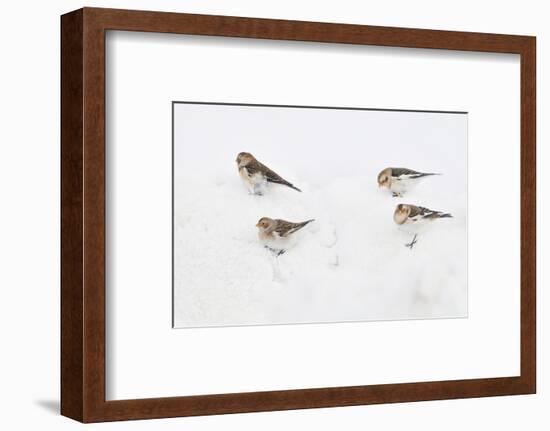 Snow Buntings (Plectrophenax Nivalis) Searching for Food in Snow, Cairngorms Np, Scotland, UK-Fergus Gill-Framed Photographic Print
