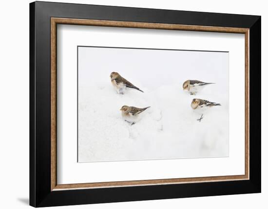 Snow Buntings (Plectrophenax Nivalis) Searching for Food in Snow, Cairngorms Np, Scotland, UK-Fergus Gill-Framed Photographic Print