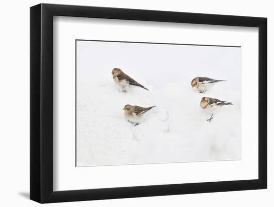 Snow Buntings (Plectrophenax Nivalis) Searching for Food in Snow, Cairngorms Np, Scotland, UK-Fergus Gill-Framed Photographic Print