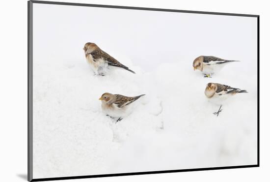 Snow Buntings (Plectrophenax Nivalis) Searching for Food in Snow, Cairngorms Np, Scotland, UK-Fergus Gill-Mounted Photographic Print