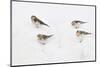 Snow Buntings (Plectrophenax Nivalis) Searching for Food in Snow, Cairngorms Np, Scotland, UK-Fergus Gill-Mounted Photographic Print