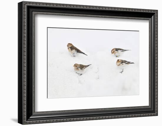 Snow Buntings (Plectrophenax Nivalis) Searching for Food in Snow, Cairngorms Np, Scotland, UK-Fergus Gill-Framed Photographic Print