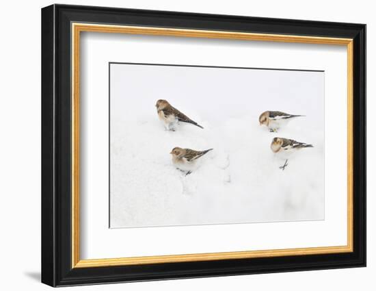 Snow Buntings (Plectrophenax Nivalis) Searching for Food in Snow, Cairngorms Np, Scotland, UK-Fergus Gill-Framed Photographic Print