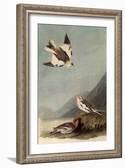 Snow Buntings-John James Audubon-Framed Giclee Print