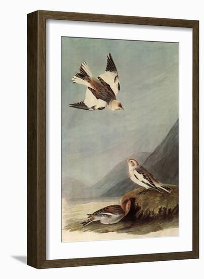 Snow Buntings-John James Audubon-Framed Giclee Print