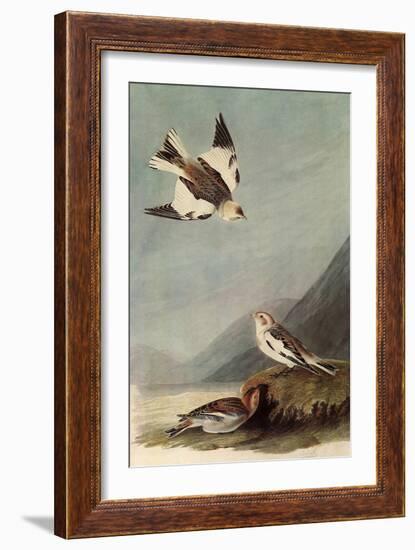 Snow Buntings-John James Audubon-Framed Giclee Print