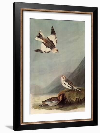 Snow Buntings-John James Audubon-Framed Giclee Print