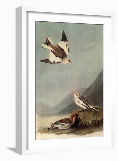 Snow Buntings-John James Audubon-Framed Giclee Print