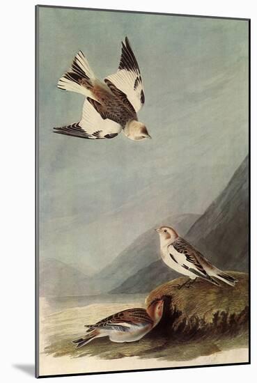 Snow Buntings-John James Audubon-Mounted Giclee Print