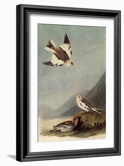 Snow Buntings-John James Audubon-Framed Giclee Print