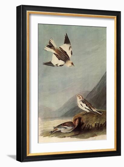 Snow Buntings-John James Audubon-Framed Giclee Print