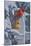 Snow Cardinals-Jeffrey Hoff-Mounted Giclee Print