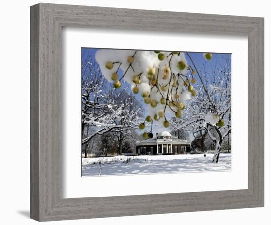 Snow Clings to Branches of a Berry Tree on the South Lawn of Thomas Jefferson's Home-null-Framed Photographic Print