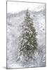 Snow Conifer-Chris Dunker-Mounted Giclee Print