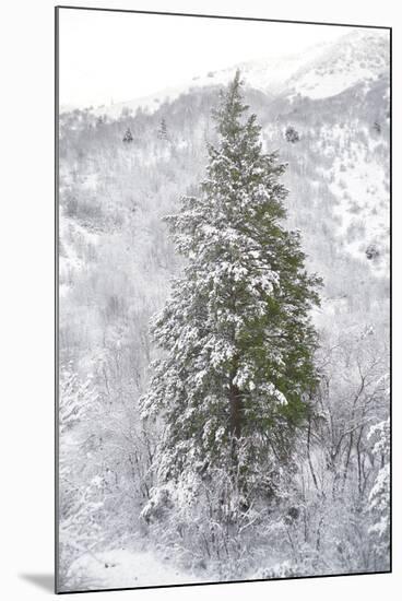 Snow Conifer-Chris Dunker-Mounted Giclee Print