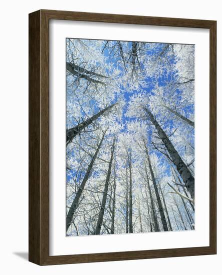 Snow Covered Aspen (Populus Tremula)-Bjorn Svensson-Framed Photographic Print