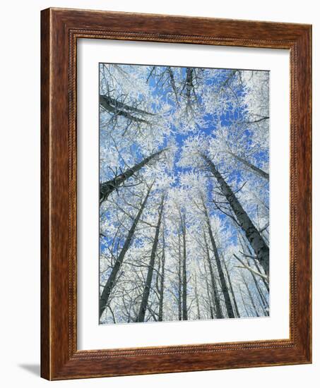 Snow Covered Aspen (Populus Tremula)-Bjorn Svensson-Framed Photographic Print