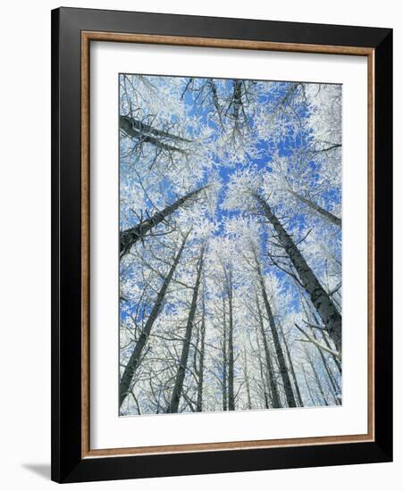 Snow Covered Aspen (Populus Tremula)-Bjorn Svensson-Framed Photographic Print