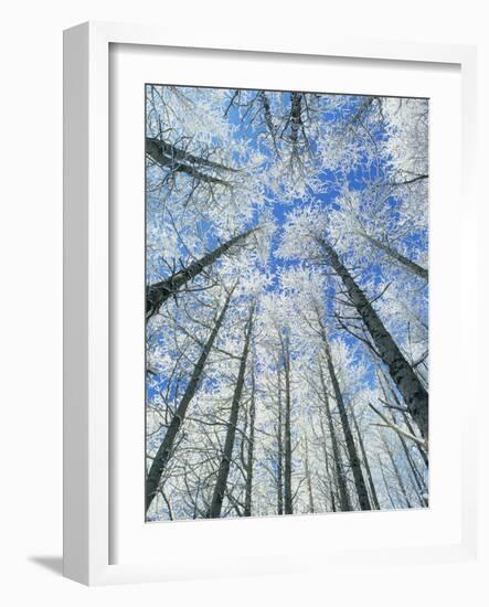 Snow Covered Aspen (Populus Tremula)-Bjorn Svensson-Framed Photographic Print