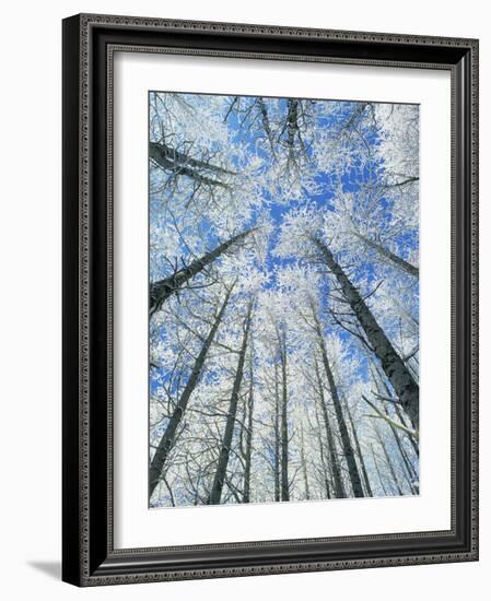 Snow Covered Aspen (Populus Tremula)-Bjorn Svensson-Framed Photographic Print