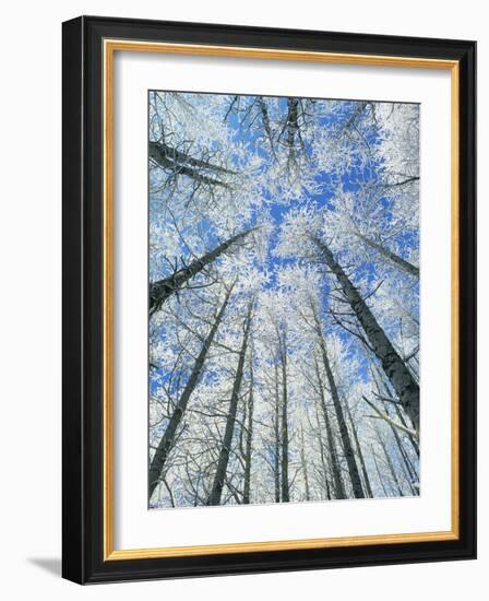 Snow Covered Aspen (Populus Tremula)-Bjorn Svensson-Framed Photographic Print