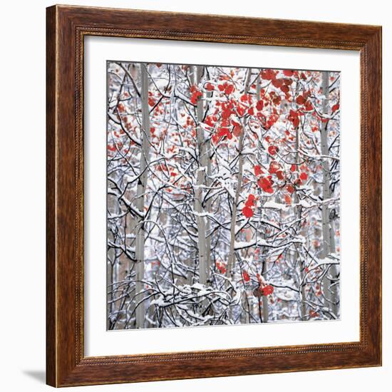 Snow covered aspen trees-Panoramic Images-Framed Premium Photographic Print