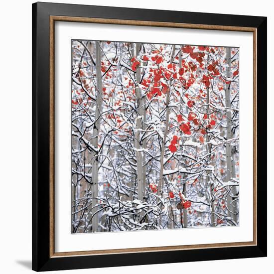 Snow covered aspen trees-Panoramic Images-Framed Premium Photographic Print