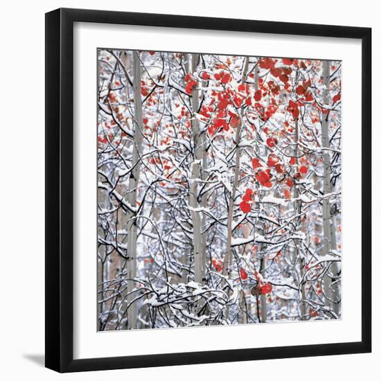 Snow covered aspen trees-Panoramic Images-Framed Premium Photographic Print