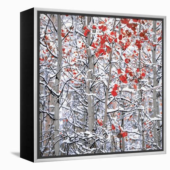 Snow covered aspen trees-Panoramic Images-Framed Premier Image Canvas