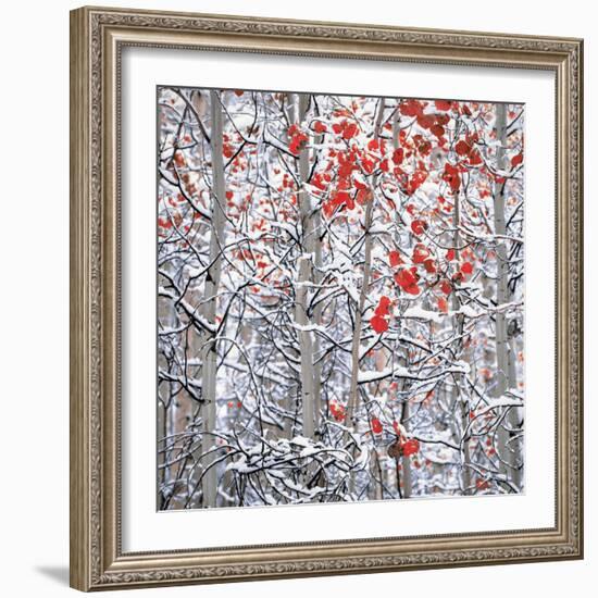 Snow covered aspen trees-Panoramic Images-Framed Photographic Print