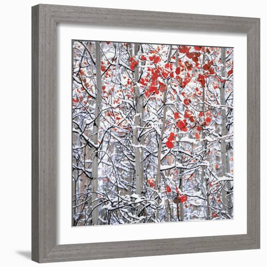 Snow covered aspen trees-Panoramic Images-Framed Photographic Print