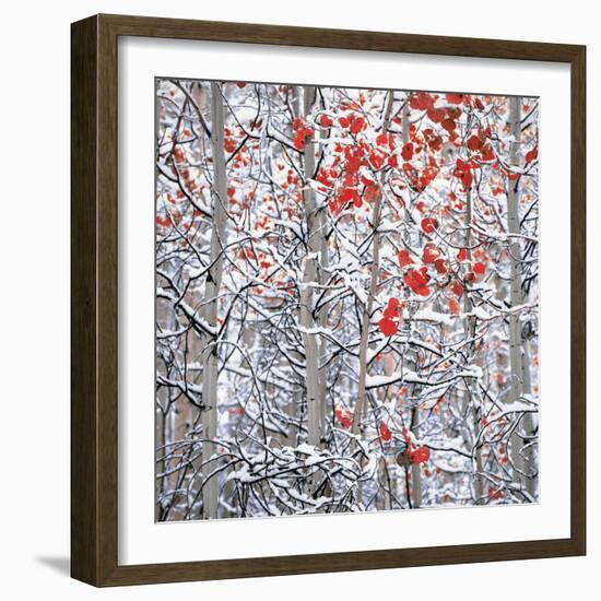 Snow covered aspen trees-Panoramic Images-Framed Photographic Print