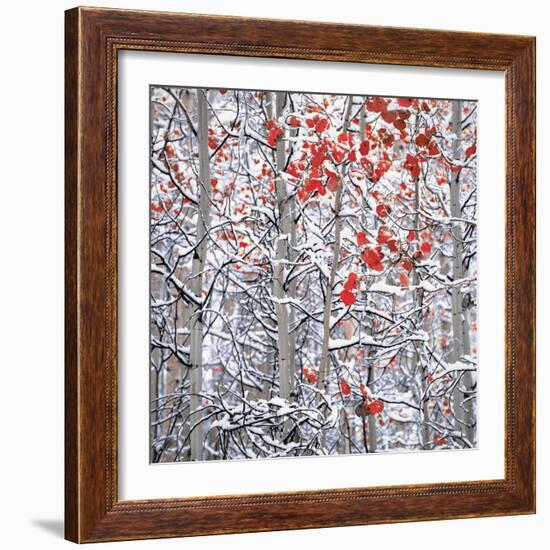 Snow covered aspen trees-Panoramic Images-Framed Photographic Print