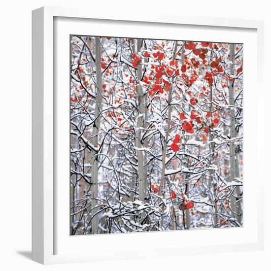 Snow covered aspen trees-Panoramic Images-Framed Photographic Print