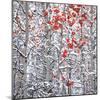 Snow covered aspen trees-Panoramic Images-Mounted Photographic Print