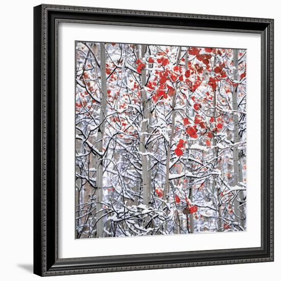 Snow covered aspen trees-Panoramic Images-Framed Photographic Print