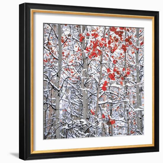 Snow covered aspen trees-Panoramic Images-Framed Photographic Print