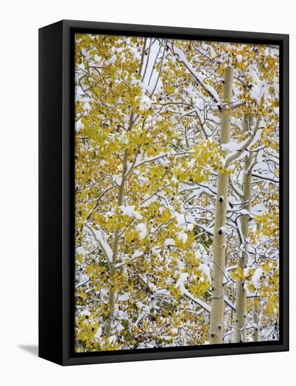 Snow Covered Aspens and Firs, Maroon Bells, Colorado, USA-Terry Eggers-Framed Premier Image Canvas